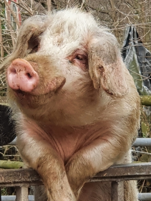 Schwein